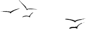 Slide2_Birds-B